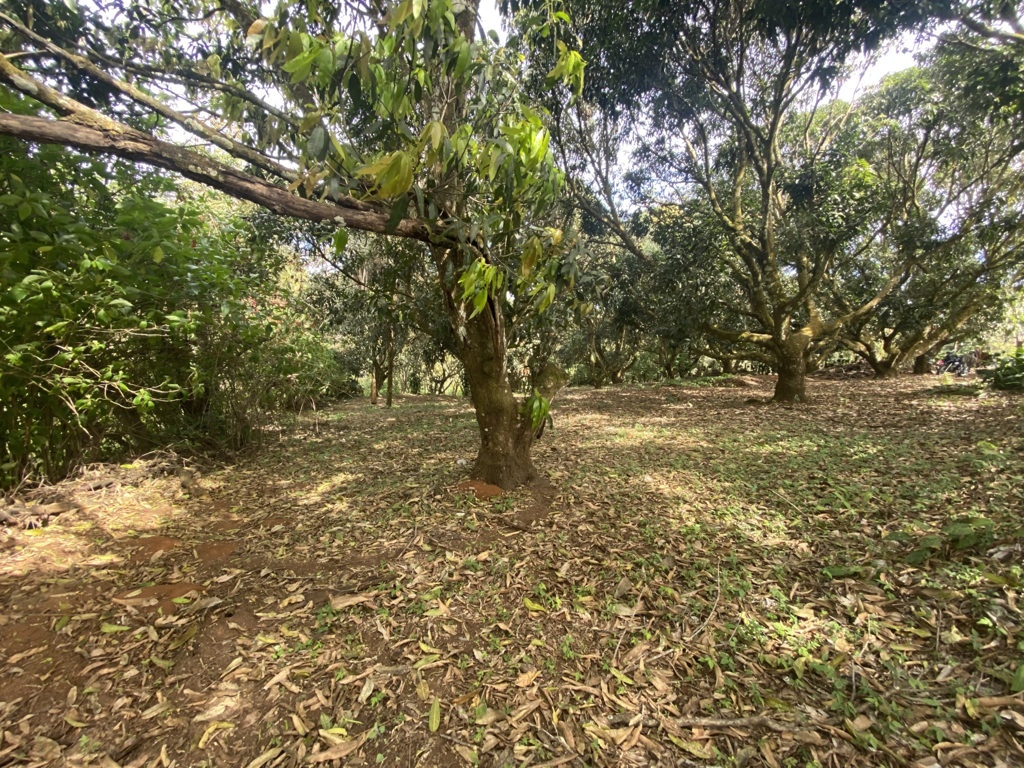The first part of the land is relatively flat, which makes it easy to build the house of your dreams!