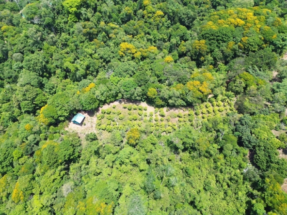 Perez Zeledon 4 Acre Fruit Farm with Cabin and Waterfall
