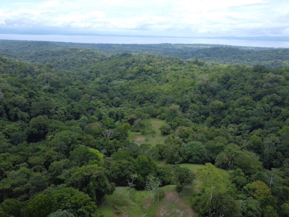 High Elevation 99 Acres Osa Rainforest and Ocean View Property