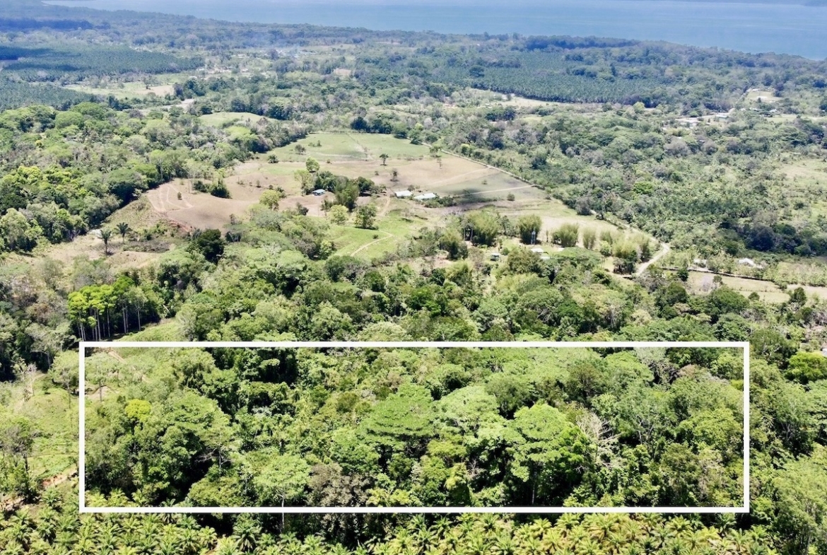 Osa Peninsula 12 Acres of Rainforest Near Town