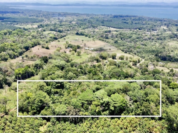 Osa Peninsula 12 Acres of Rainforest Near Town