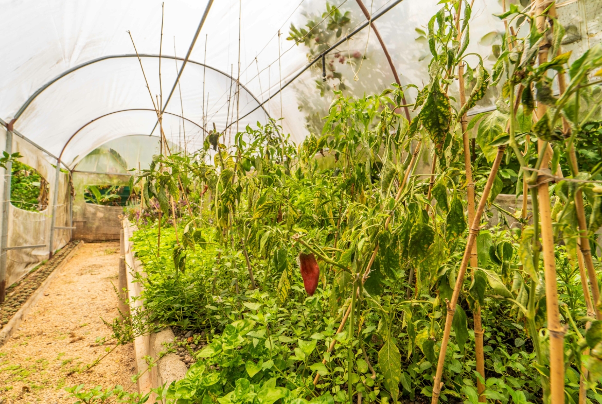 Small Organic Permaculture Farm with 2 BR Home