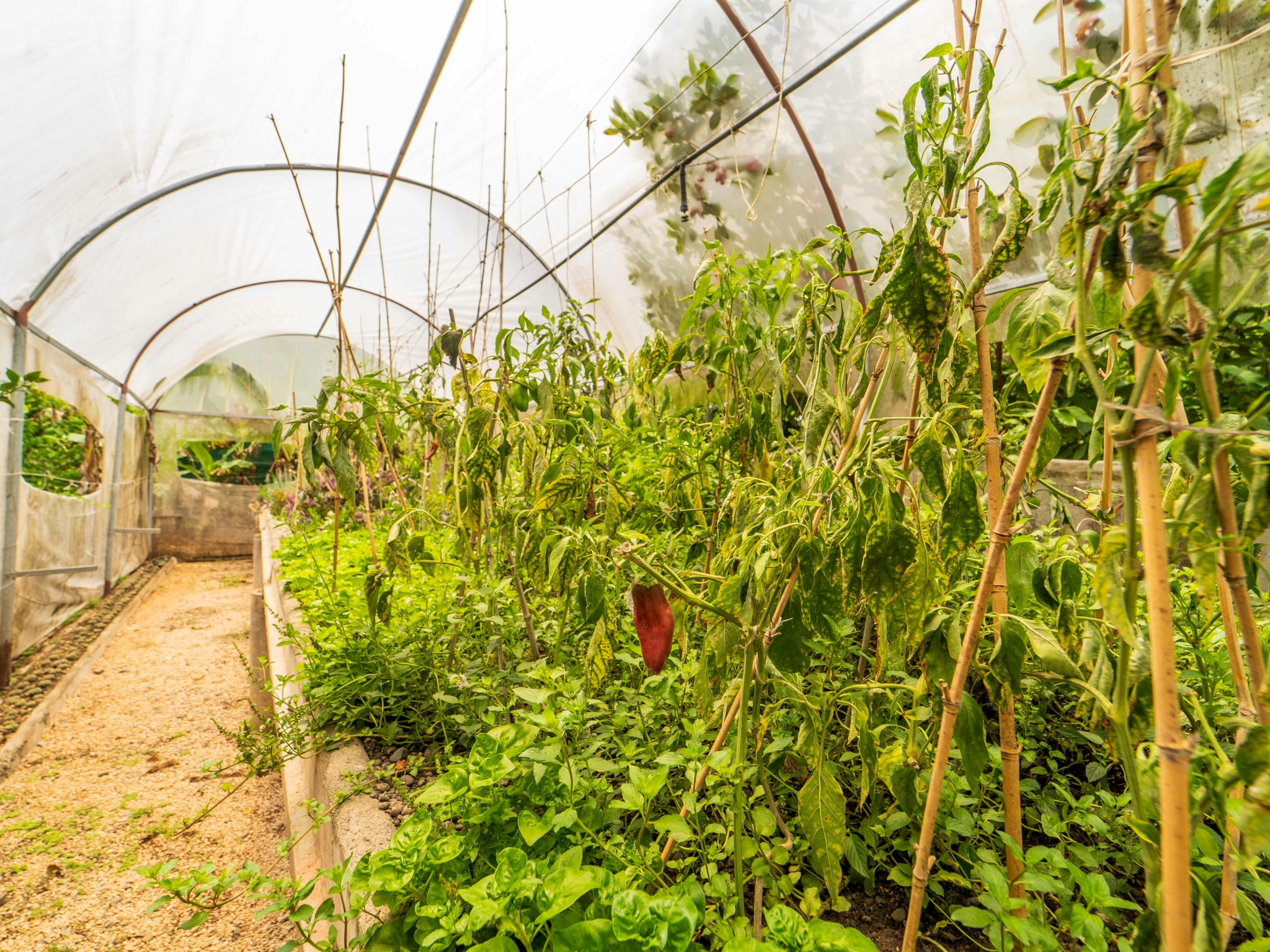 Small Organic Permaculture Farm with 2 BR Home