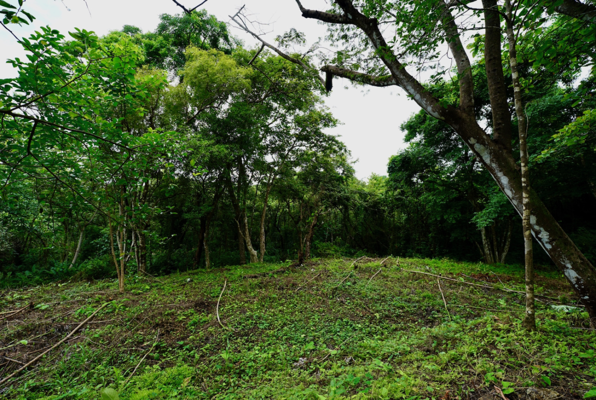 Prime Jungle View Building Lot Nosara Estates