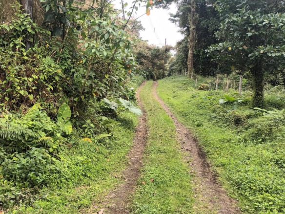 Los Juncos Coronado Eco-Friendly 8 Acre Building Lot