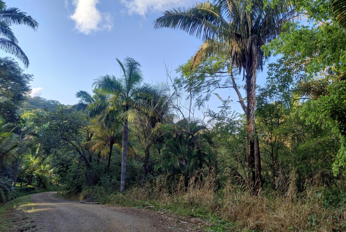 Samara Gated Community Jungle View Lot