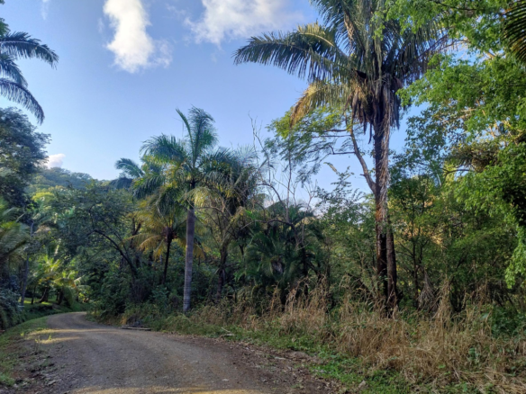 Samara Gated Community Jungle View Lot