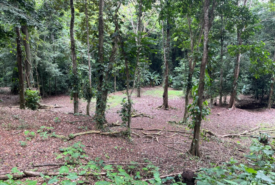 2-Acre Eco-Tourism Development Property near Cahuita National Park