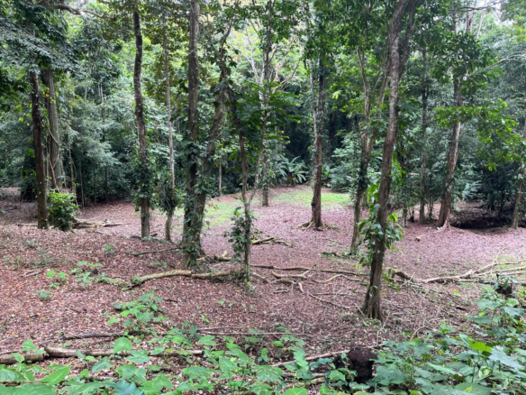 2-Acre Eco-Tourism Development Property near Cahuita National Park