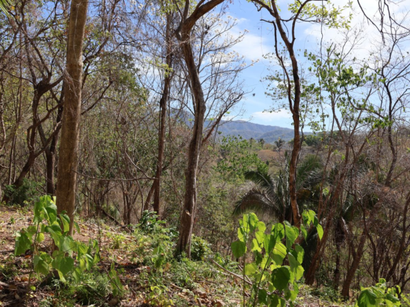 Beautiful 1-Acre Nature Lot with a Platform near Playa Bejuco